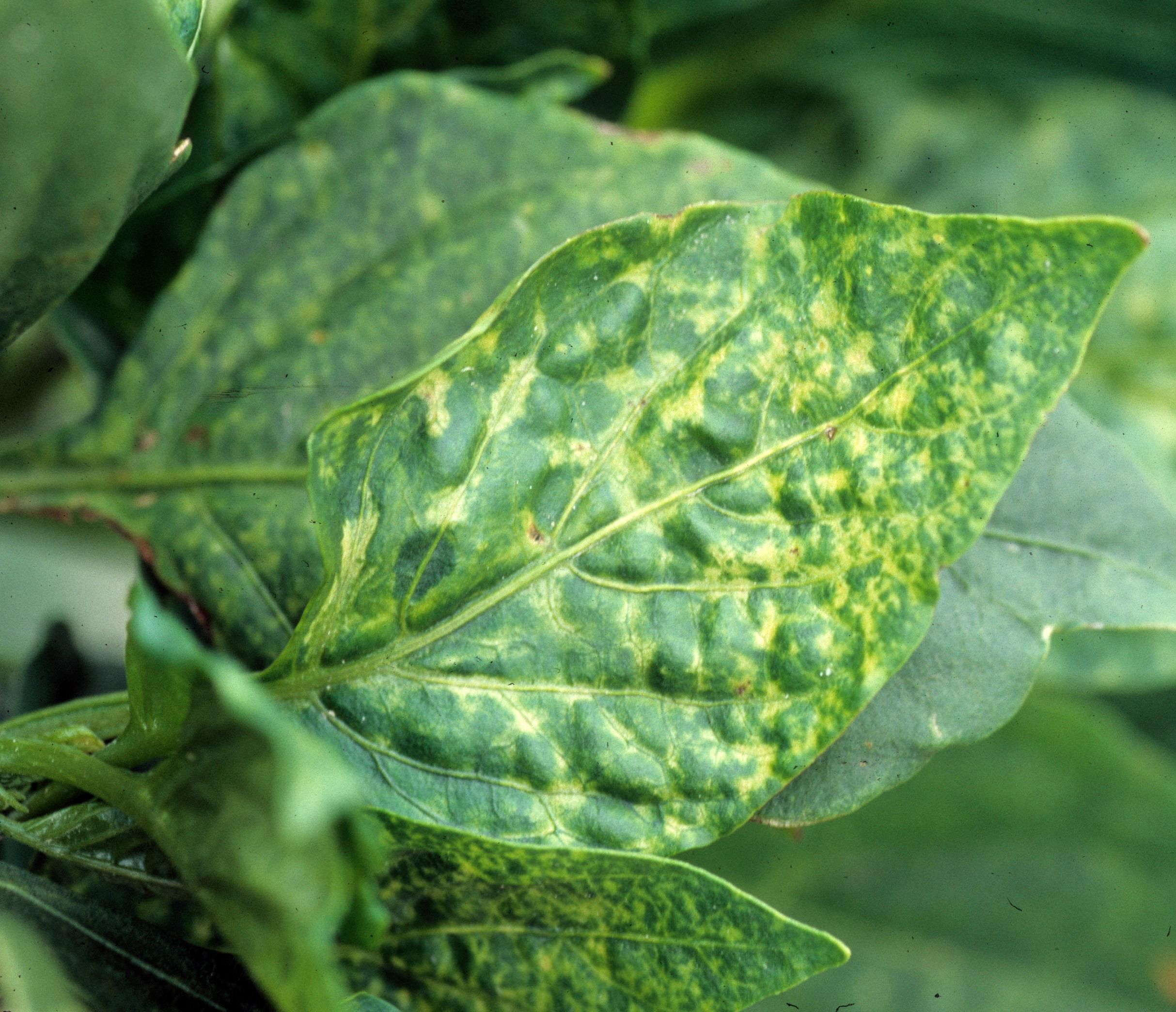 Tomato spotted wilt virus