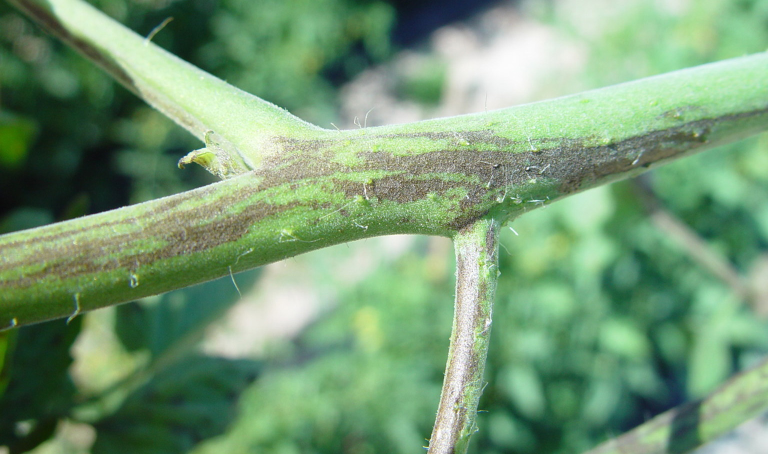 Tomato spotted wilt virus on stem.