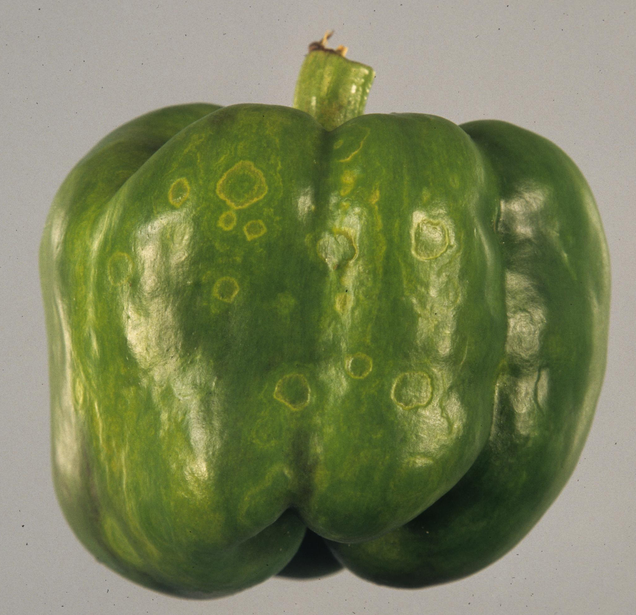 Tomato spotted wilt virus on fruit.