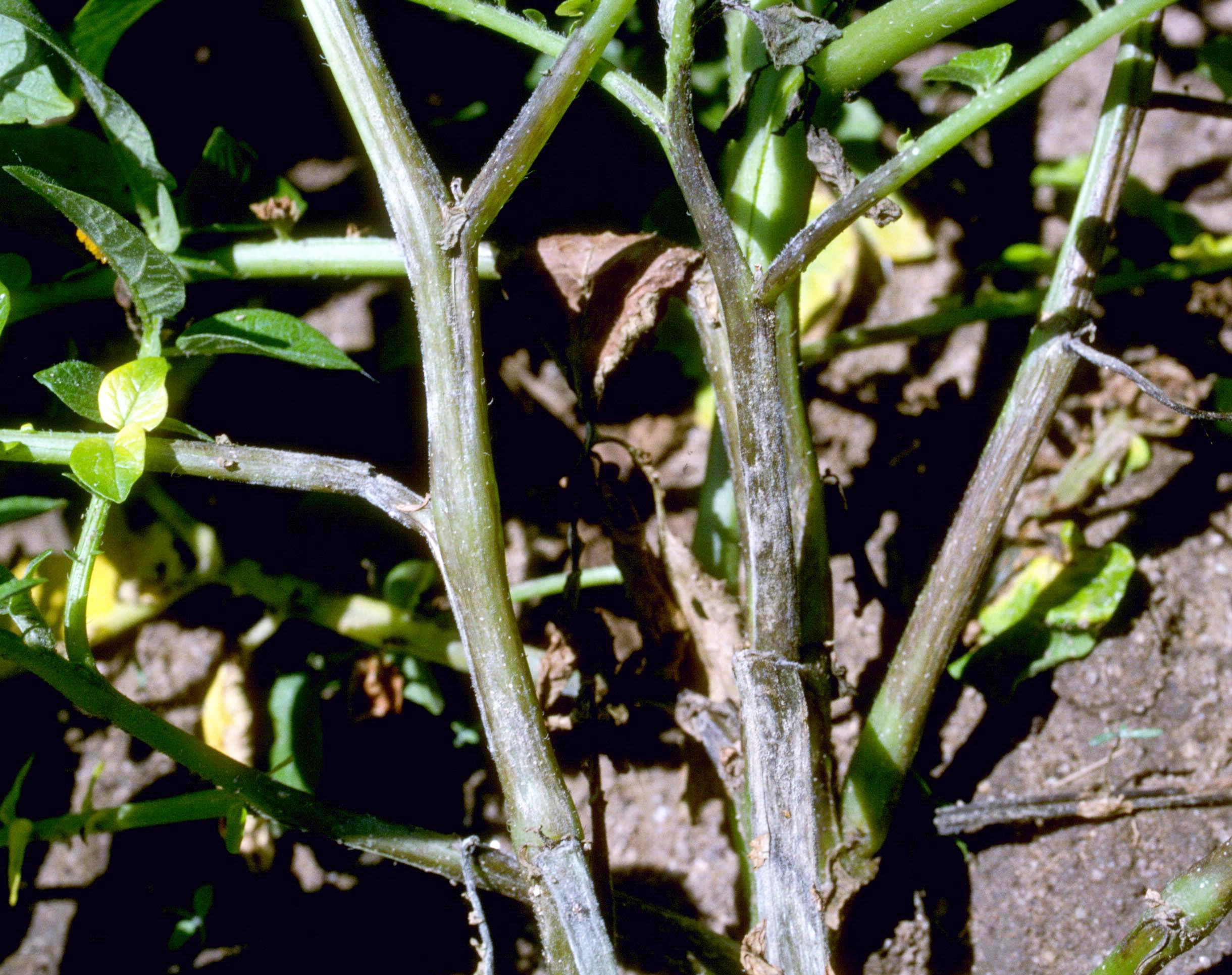 Late blight on stem.