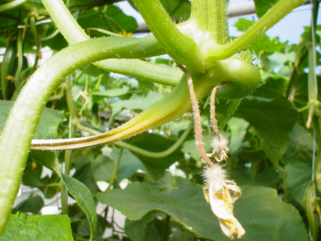 Aborted cucumber fruit.