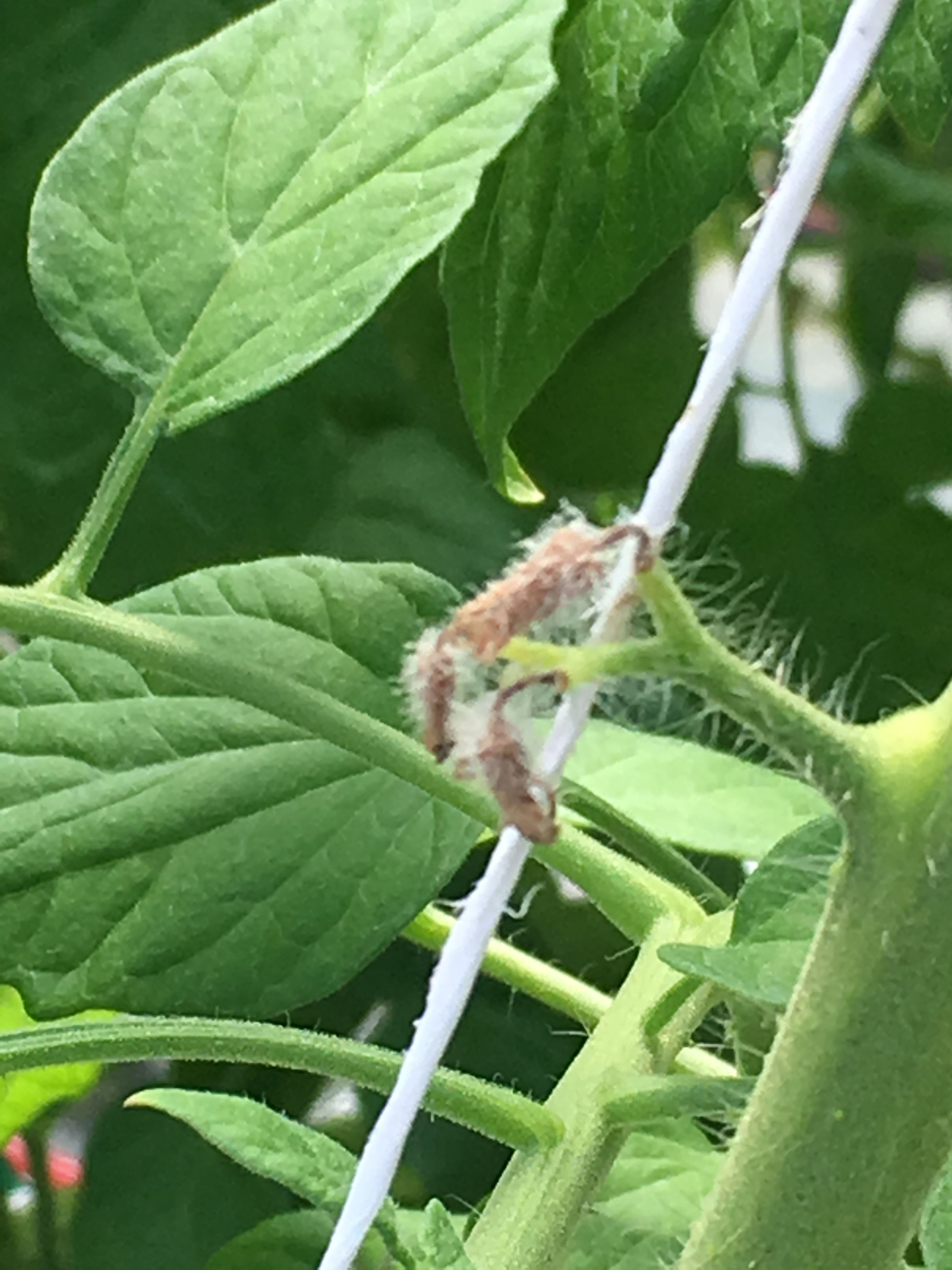 Aborted tomato flowers