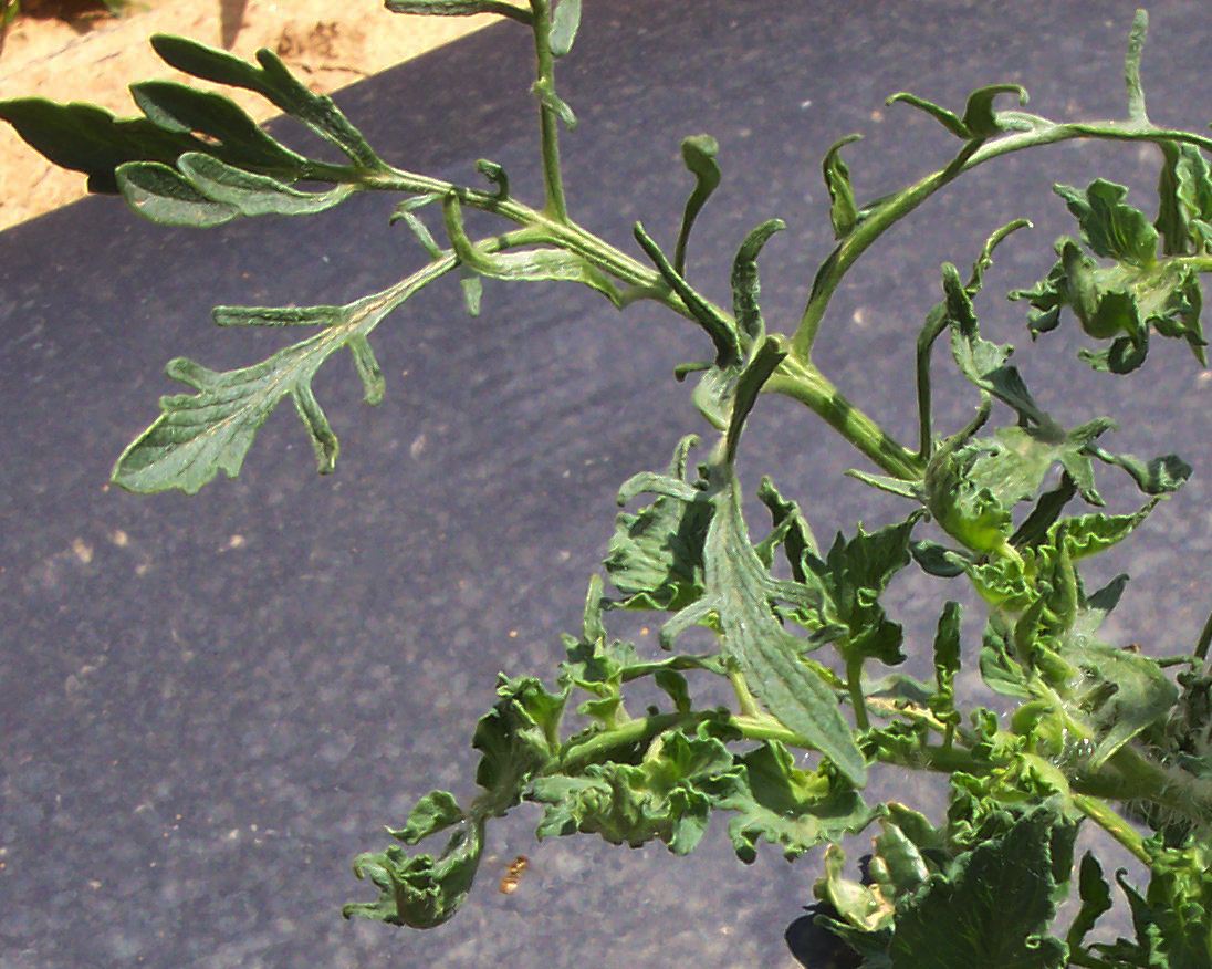 2,4-D injury on tomato