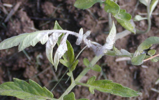 Mestrione (Callisto) damage to tomato.