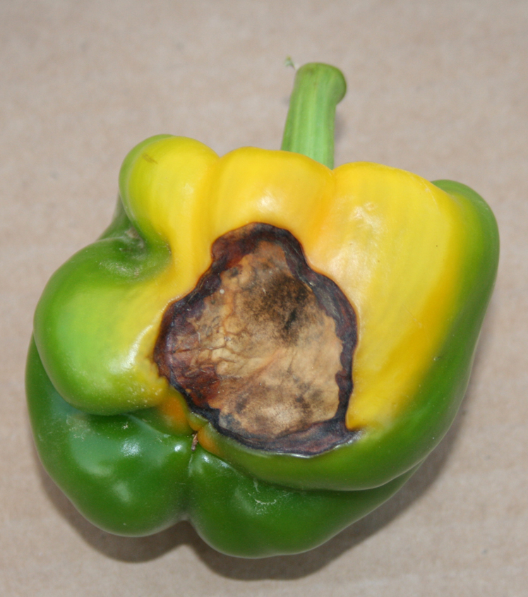 Blossom end rot on pepper.