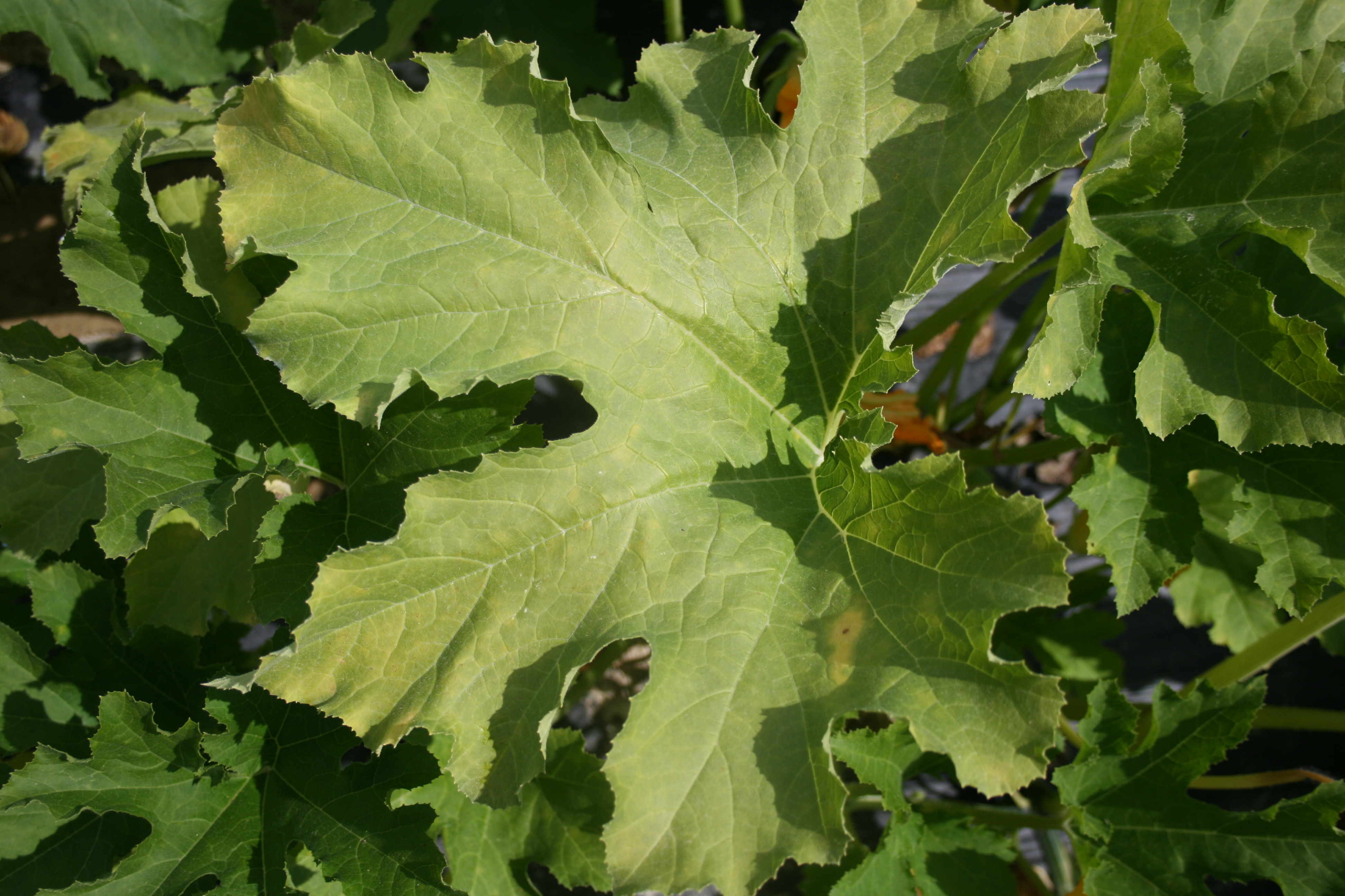 Nitrogen deficiency on pumpkins.