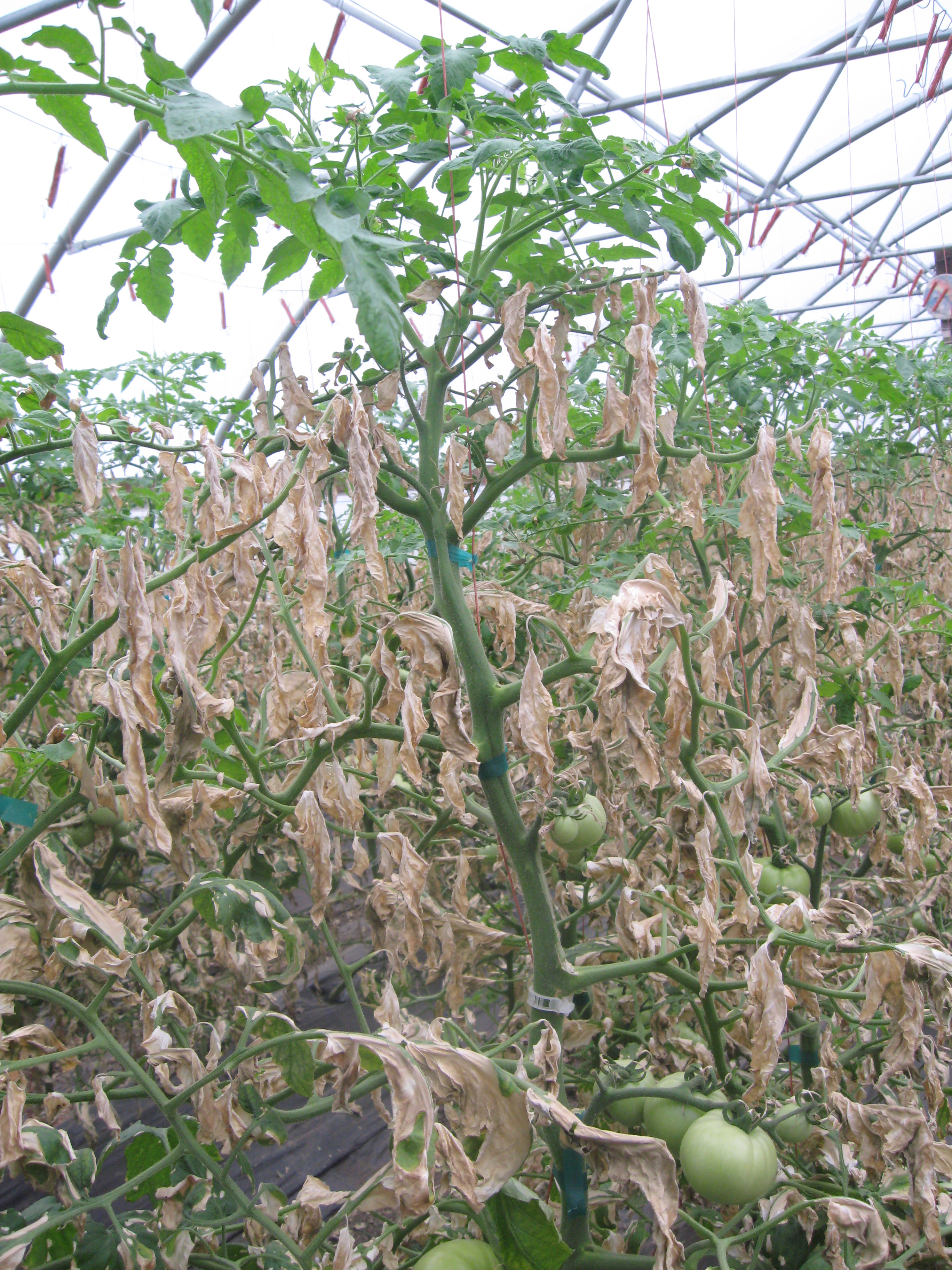 Pollutants from heater causing damage to tomato plants