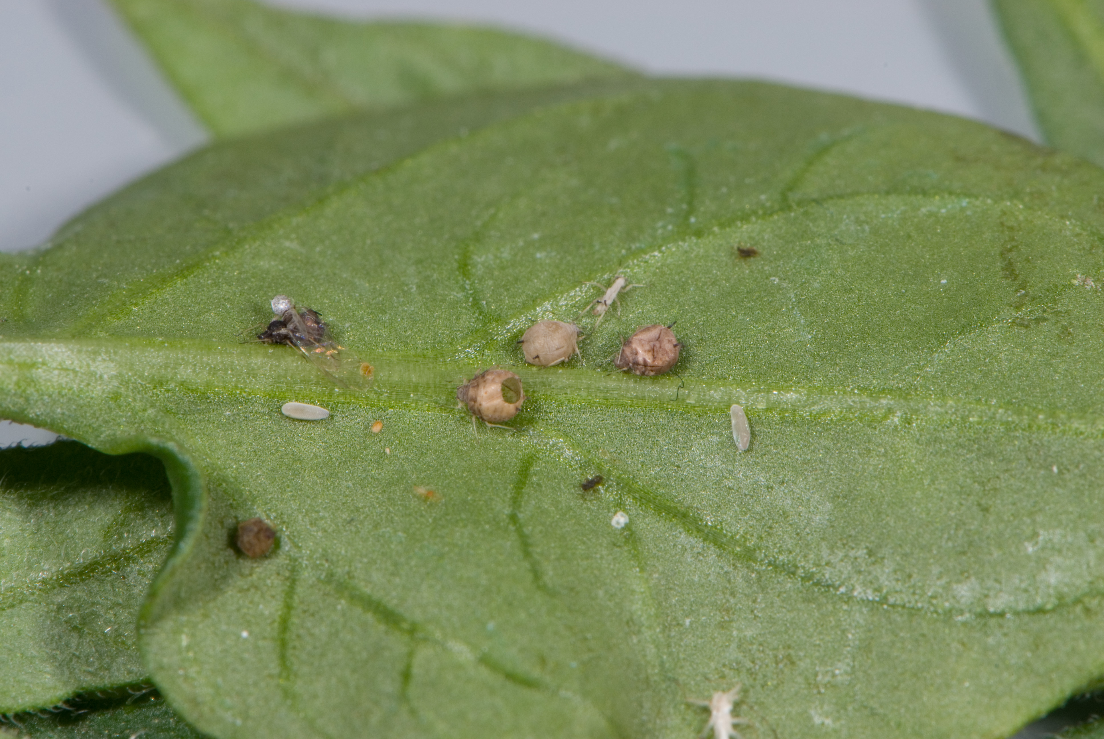 An adult stingless wasp has emerged from this aphid mummy.