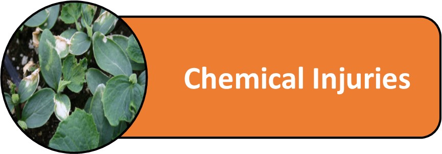 Chemical Injuries