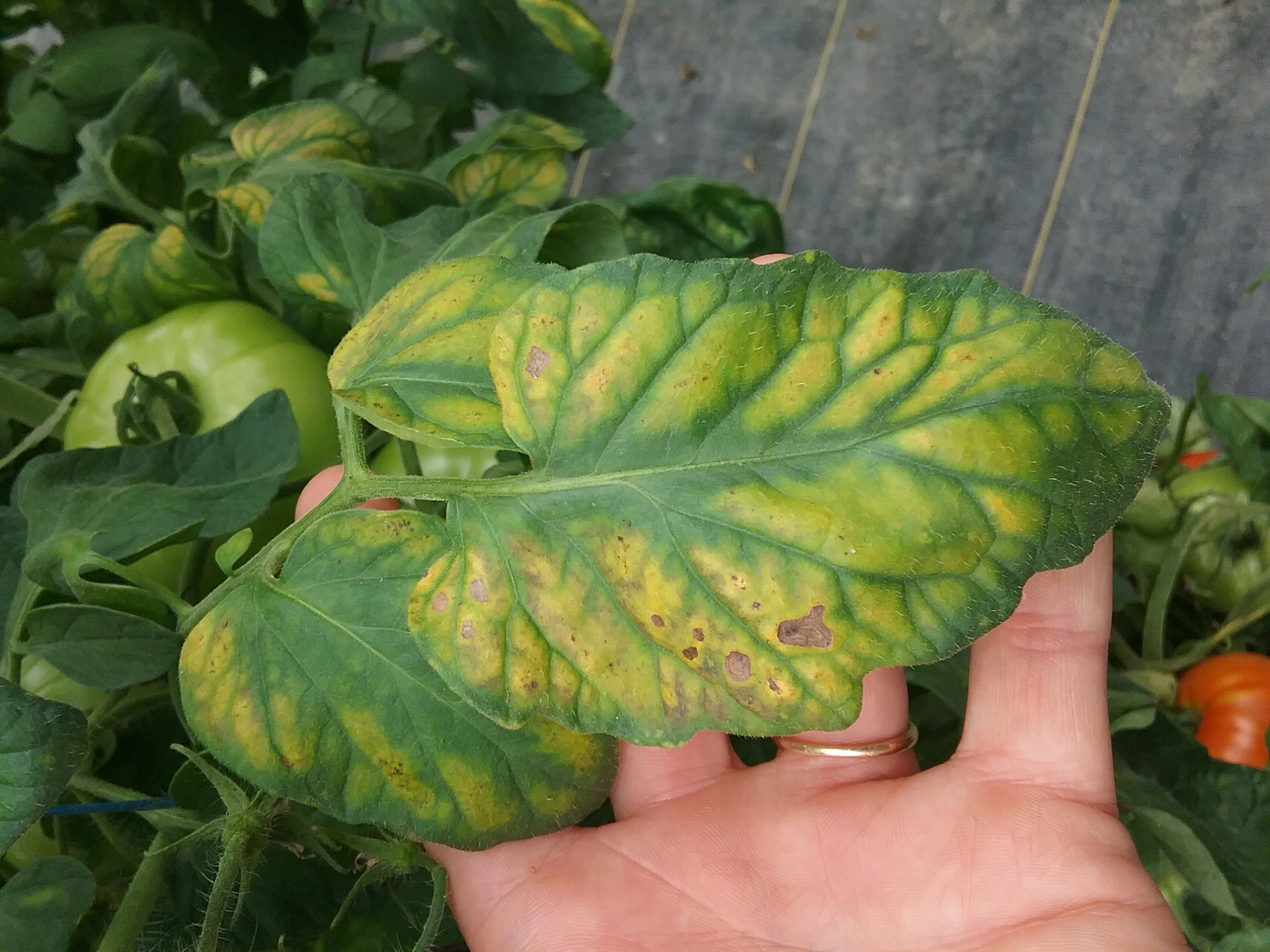 Interveinal chlorosis on tomato