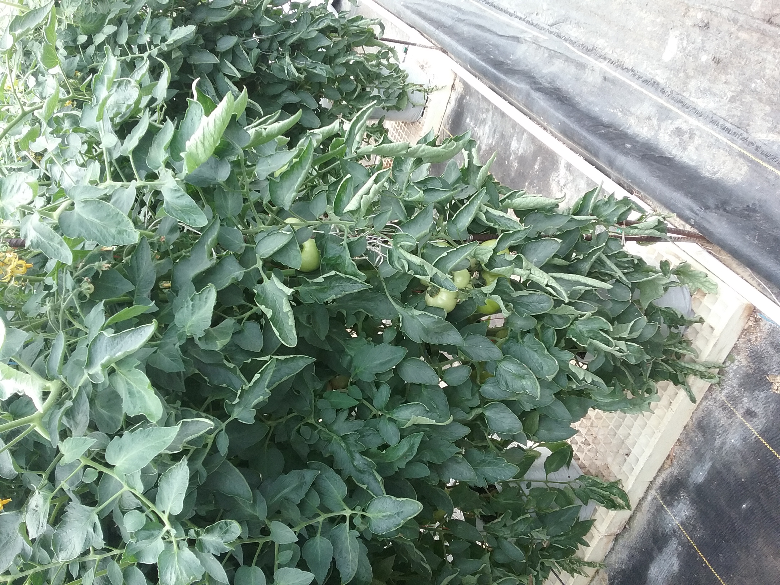 Tomato leaf roll, also known as leaf curl